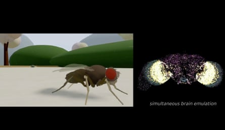 The digital fly, and a map of its 140,000 neurons.