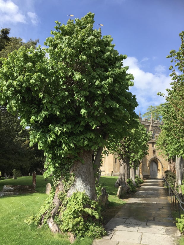 The largest of the 12 Apostles limes in Chipping Campden, Gloucestershire.
