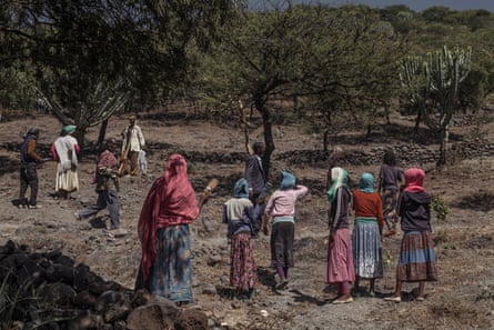 Farmers watch as locusts swarm over fields in Debrekal, Ethiopia