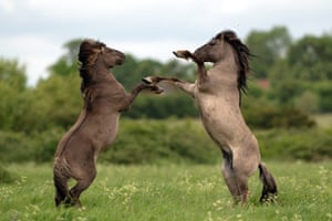 Cavalos Konik lutando na reserva natural Wicken Fen do National Trust em Cambridgeshire, Reino Unido. Os animais de pastoreio, uma raça resistente originária da Polónia, ajudam a atrair novas espécies de flora e fauna para o pântano, deixando marcas de cascos cheias de água e pilhas de estrume à medida que avançam.