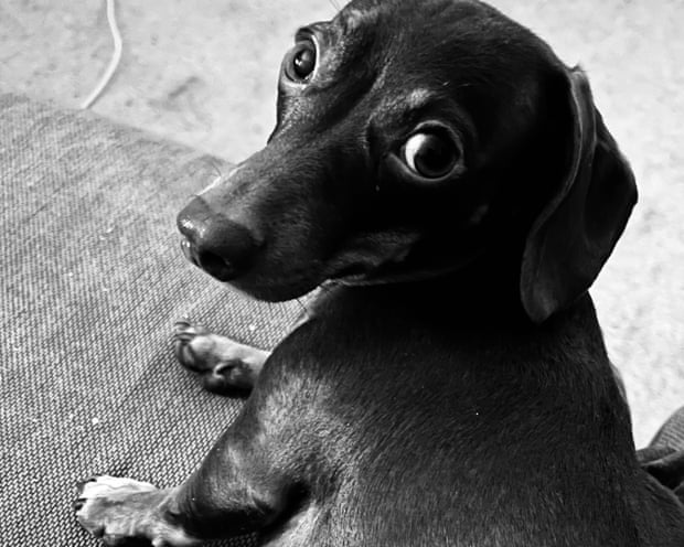 Willow looking up at the camera