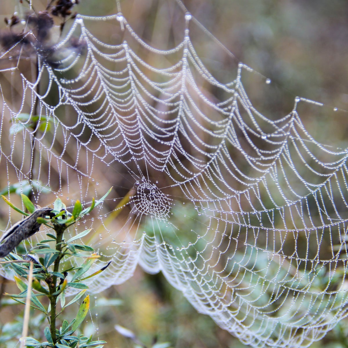 Dewdrops on a spiderweb reveal the physics behind cell structures