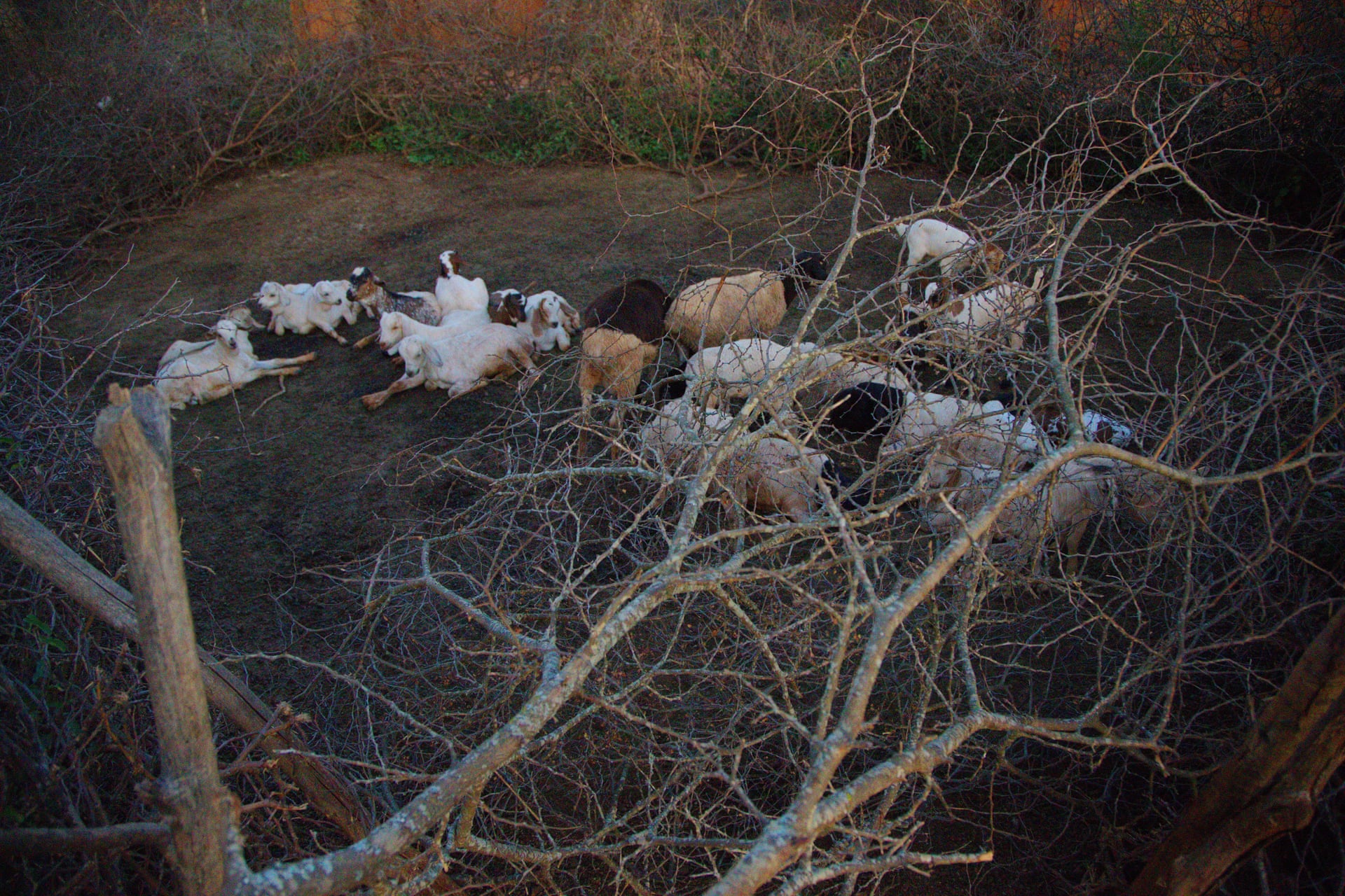 'My land is now owned by lions': Maasai Mara farmers offer Kenya's wildlife a lifeline 5184