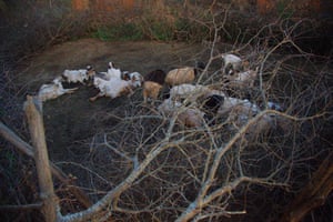Goats in a traditional enclosure