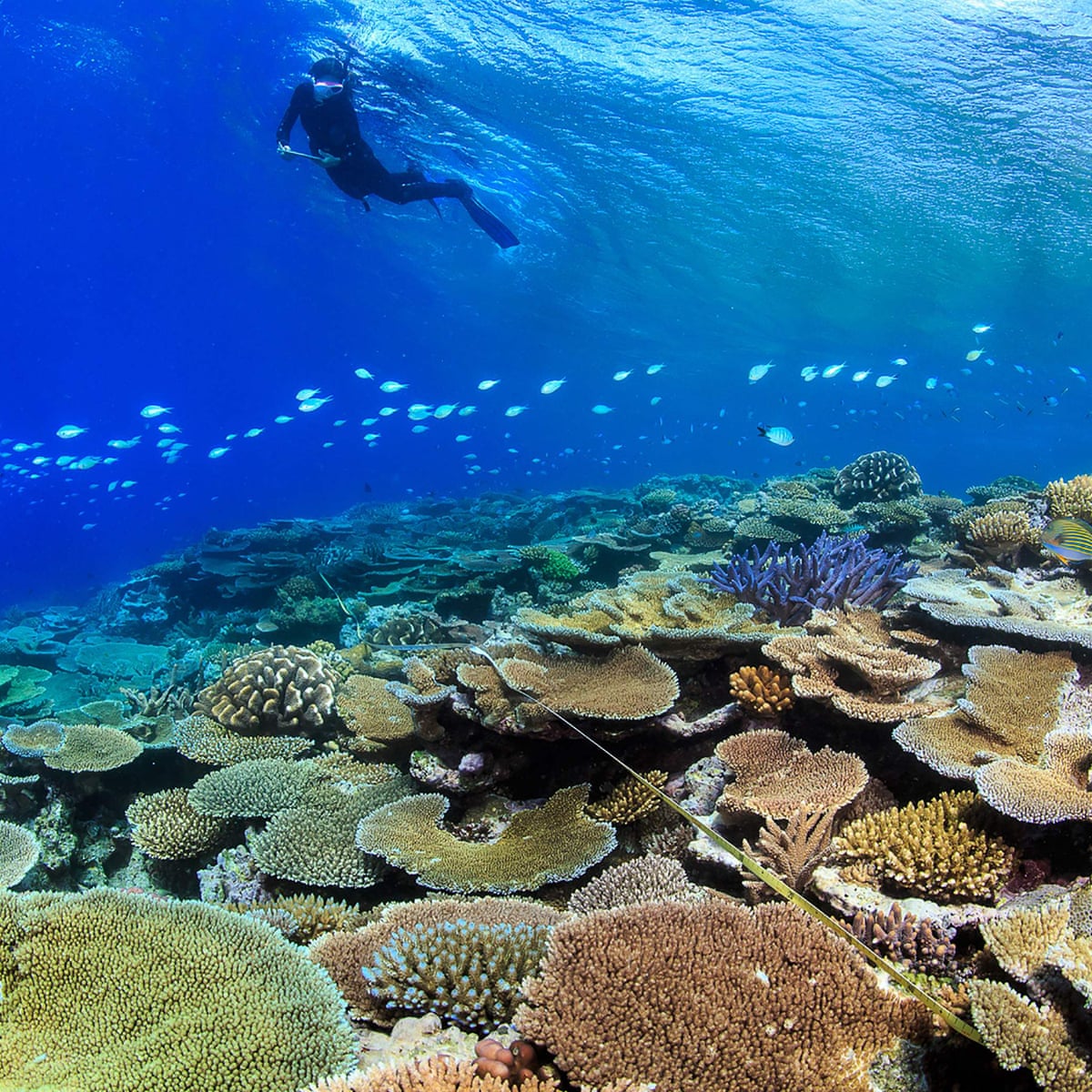 Environmental Science Hit With Severe Funding Cuts In Coalition Universities Overhaul Australia News The Guardian