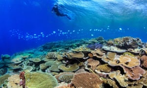 A researcher surveys corals on Australia’s Great Barrier Reef.