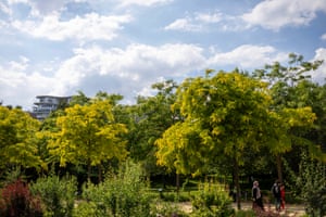 trees