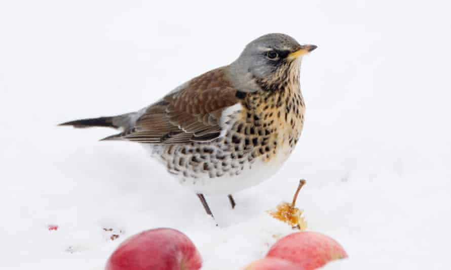 Fallen apples are a favourite food for fieldfare.