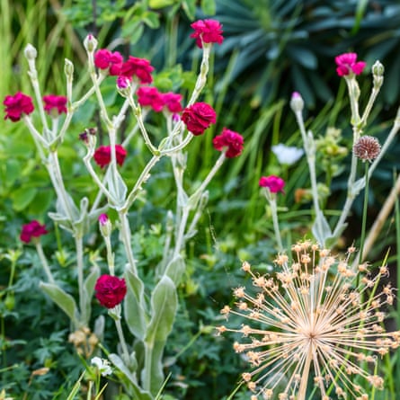 Lychnis coronaria ‘Gardener’s world’.