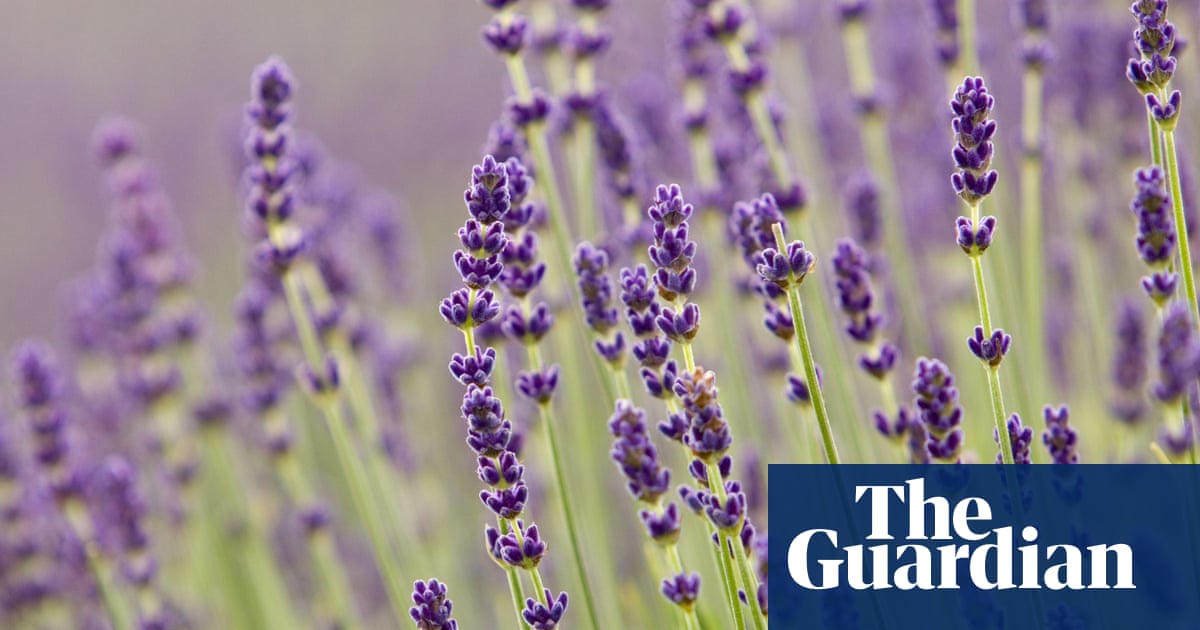 Purple reign: how shade became British gardeners’ favourite
