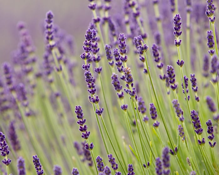 Purple reign: how shade became British gardeners’ favourite — image supplied by The Guardian UK's feed