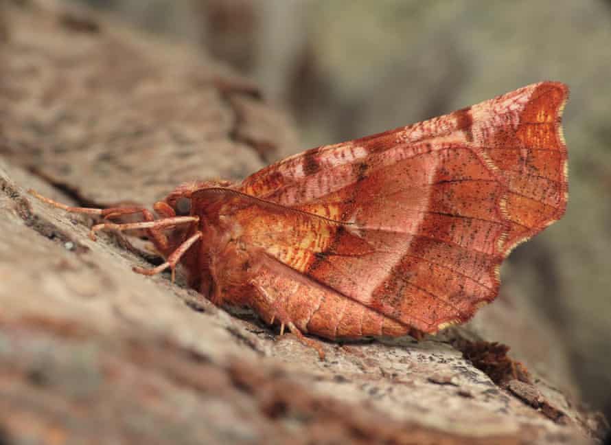 An early thorn moth in a Weymouth garden on 1 March.
