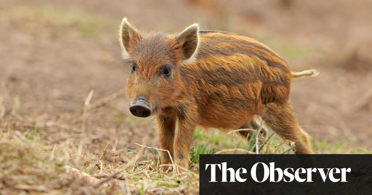 We Re Going On A Boar Hunt Into The Forest Of Dean Travel The