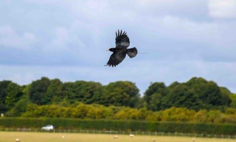 Choughs breed in Kent for first time in 200 years | Birds | The