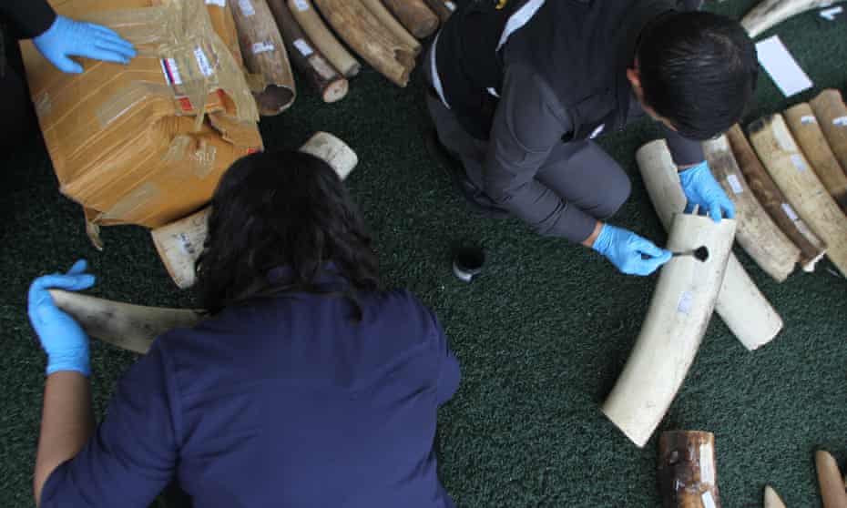 An official checks for fingerprints and DNA on the 789kg of smuggled elephant tusks at Koh Samui airport from Africa