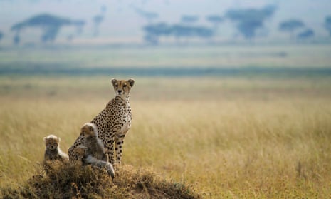 ‘Cheetahs off as much Tanzanian fauna as they can get their teeth into’ … Predators on Sky Nature.
