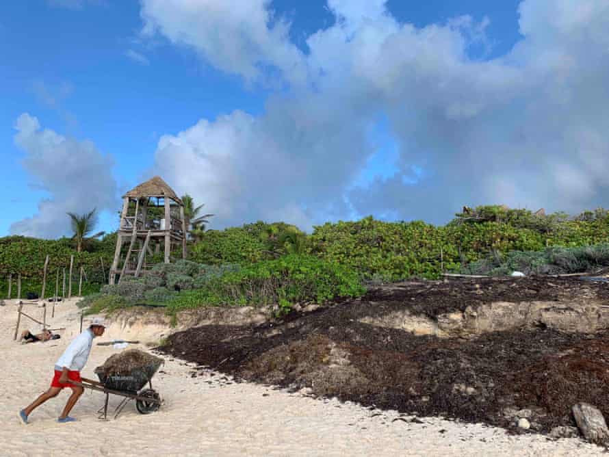 A worker pushes a wheelbarrow of seaweed up a beach