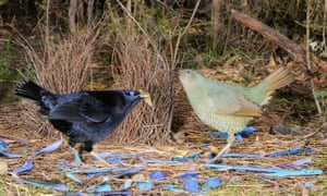 Bowerbird courtship