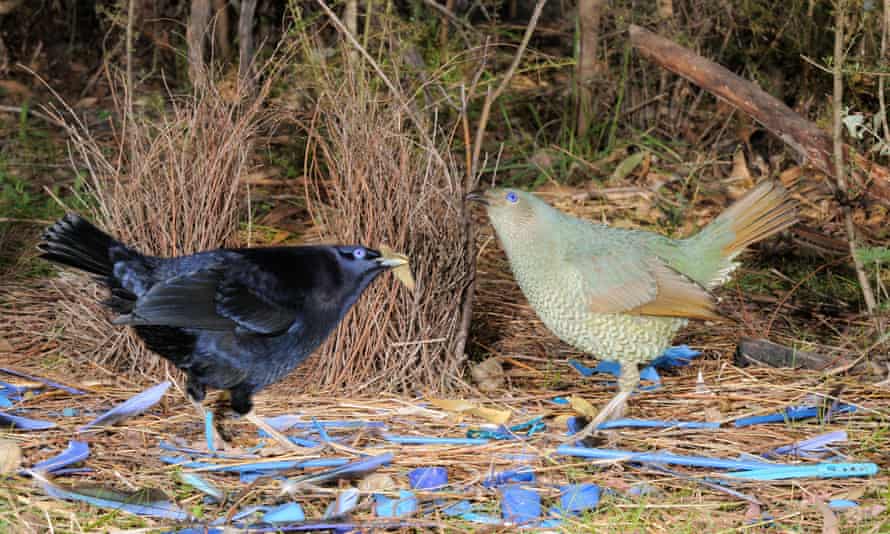 Male and female satin bowerbirds surrounded by their blue loot.