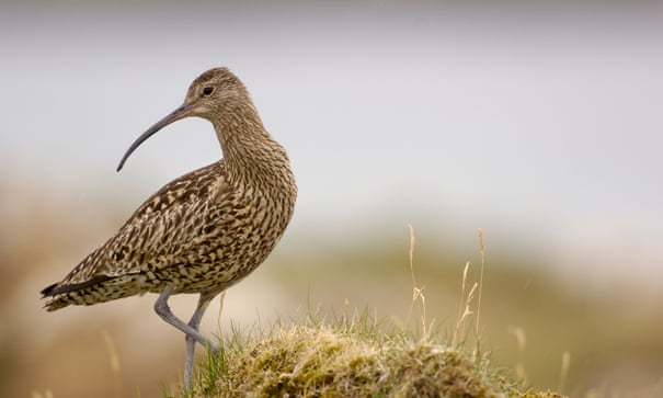 Slaughter of the songbirds: the fight against France's 'barbaric' glue traps 4288