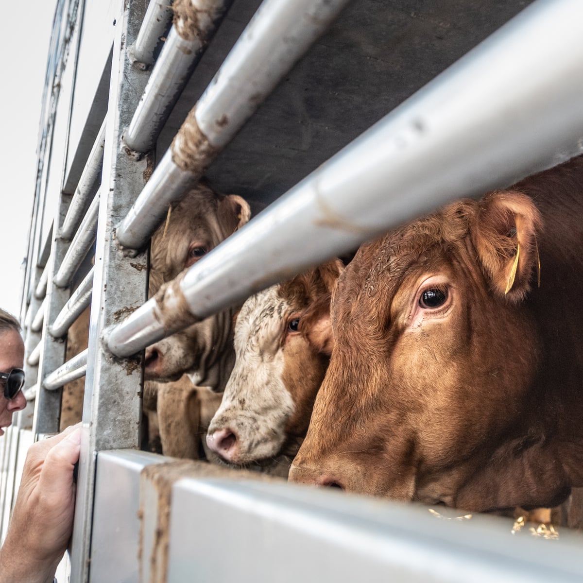 This one has heat stress': the shocking reality of live animal exports |  Animal welfare | The Guardian