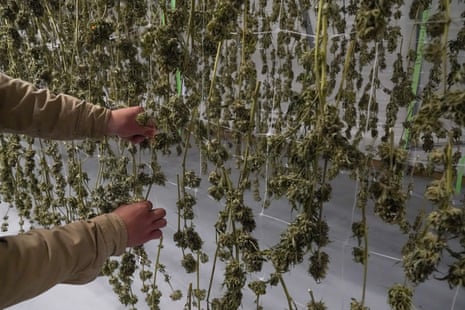 Marijuana plants hang in a drying room at a farm in Suffolk county, New York.