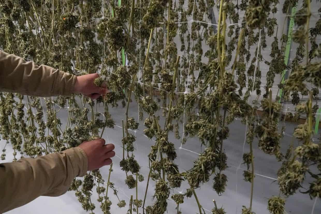 Cannabis in NY not getting to market