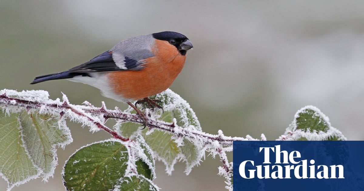 Young country diary: Now I know loads about bullfinches