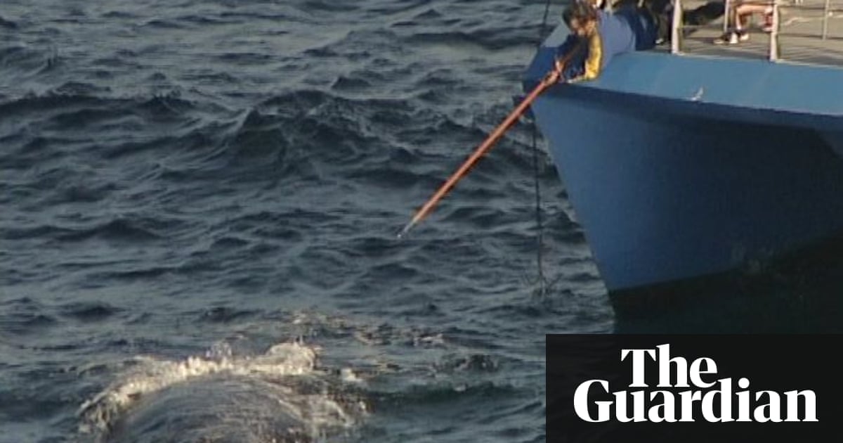 Humpback whale trapped in netting off Bondi beach | Australia news | The Guardian