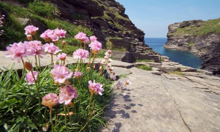 Sea Pinks in Rocky Valley on the coast between Tintagel & Boscastle