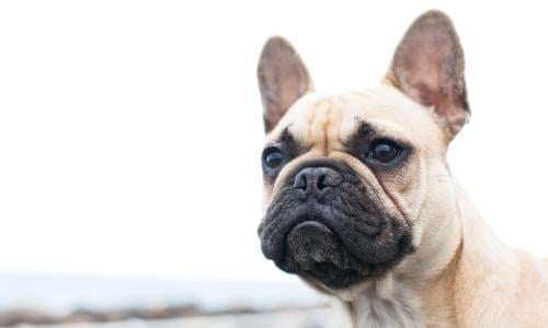 20 HQ Images French Bulldog Puppies Payment Plan Near Me : French Bulldog Puppies For Sale English Esl Worksheets For Distance Learning And Physical Classrooms