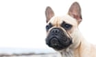 AOC is setting a terrible example with her adorable new puppy | Arwa Mahdawi