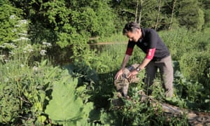 Steve Hussey from Devon Wildlife Trust inspects a tree felled by beavers on the river Otter.