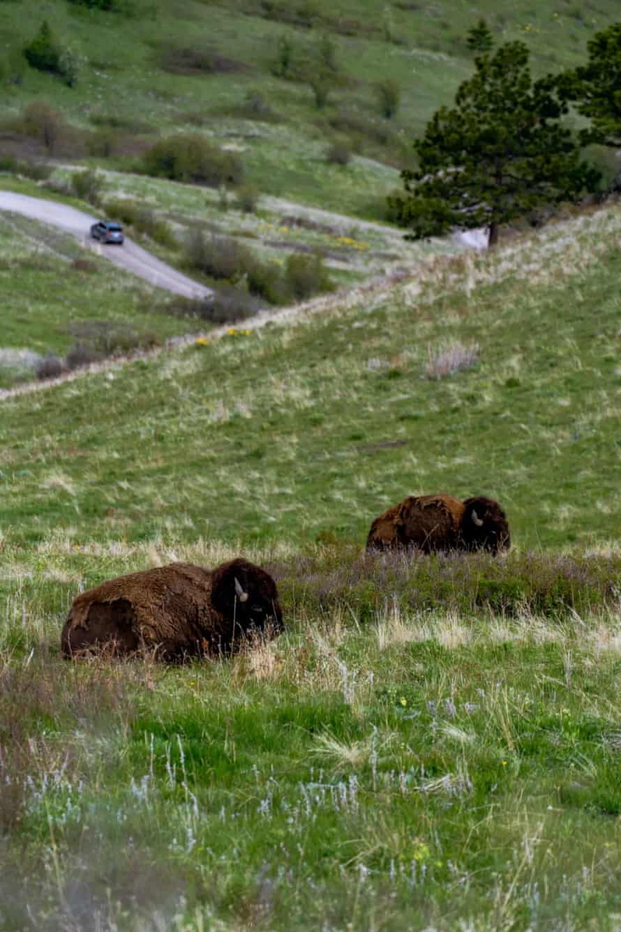 The National Bison Range was created in 1908 on CSKT land without tribal consent.