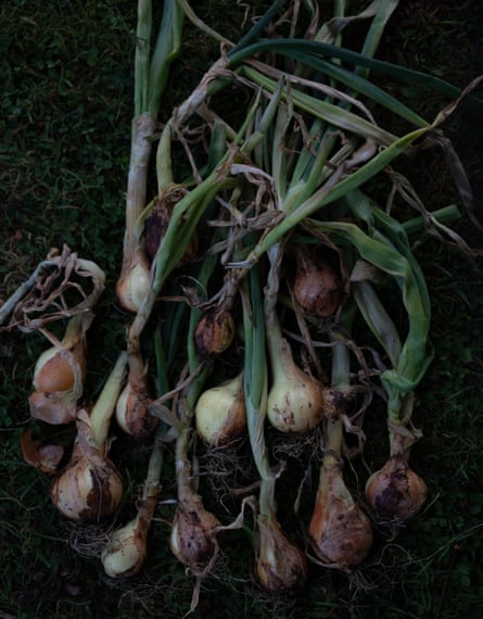 Onions that Christian harvested in her shady plot.