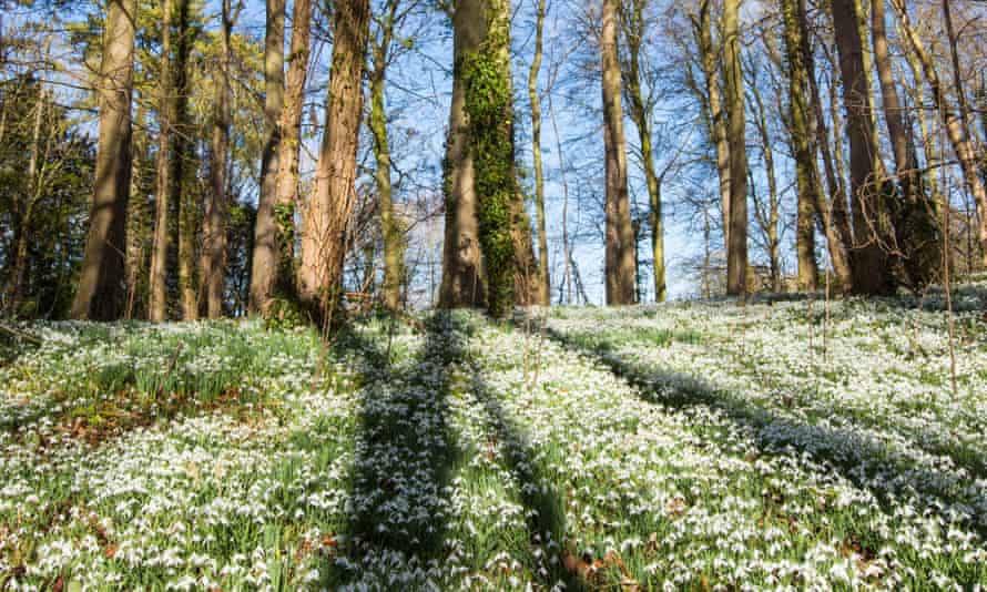 Surround yourself with snowdrops: the grounds of Little Walsingham Abbey in Norfolk.