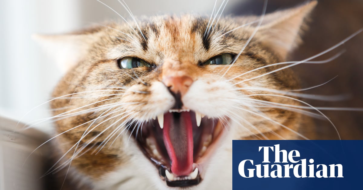 She treats everyone with a deep growl': can you train an angry cat to be more sociable?