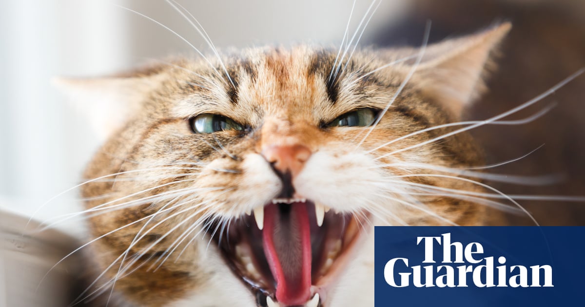 Why Do Cats Growl: Uncover the Surprising Reasons Today