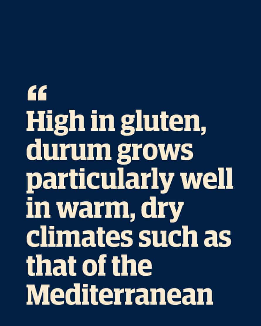 Quote: "High in gluten, durum grows particularly well in warm, dry climates such as that of the Mediterranean"