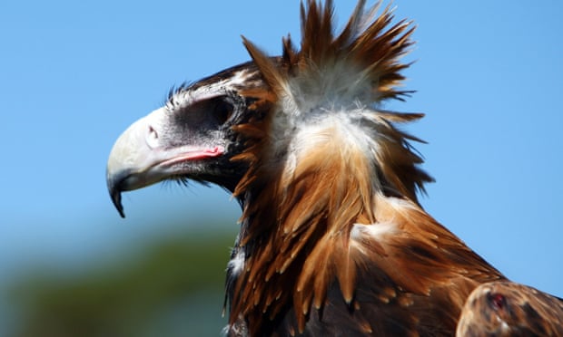 Victorian woman charged with animal cruelty after almost 130 wedge-tailed eagles found dead Victorian woman charged with animal cruelty after almost 130 wedge-tailed eagles found dead