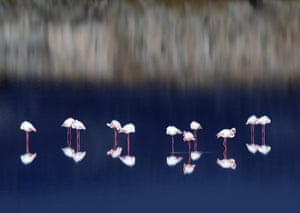 Flamingos vagueiam em um lago salgado nos arredores de Larnaca. Chipre é um pitstop popular para flamingos migrando da África