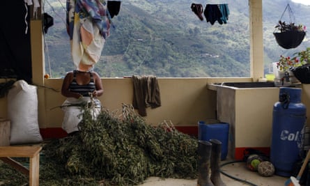 A woman cuts the leaves from several marijuana plants to sell in the rural zone of Corinto, Cauca, on 27 August 2016.