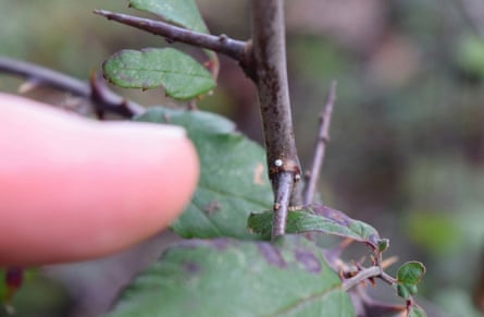 Pointing at brown hairstreak egg found on blackthorn branch