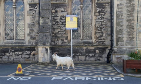 A goat is seen outside a church in Llandudno.
