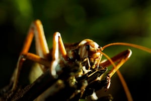 Giant weta are some of the heaviest insects in the world and a prehistoric speciality of New Zealand. They can weigh as much as a small bird.