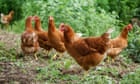 ‘They’re out of control’: flock of 100 feral chickens torments village