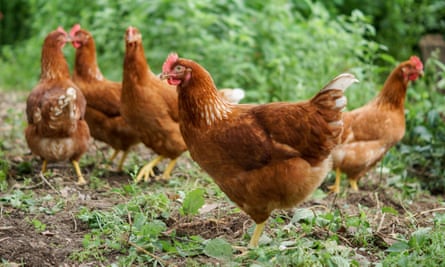 Five brown chickens