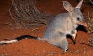 bilby blitz indigenous rangers use bilingual tracking app to
