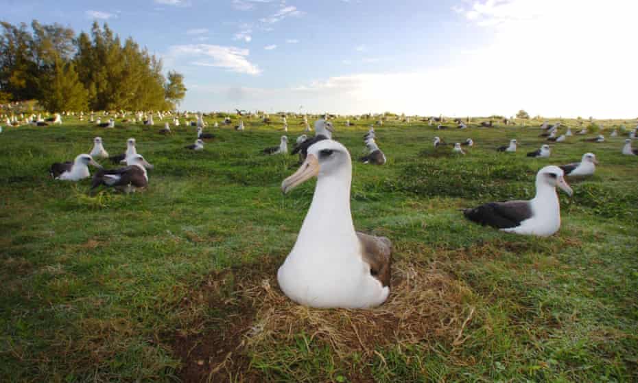 A field of nesting Laysan albatross at Midway Atoll, the world’s largest nesting albatross colony.