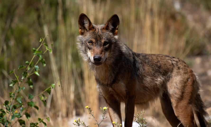A wolf stands at the Iberian Wolf Centre in the Sierra de la Culebra near the village of Puebla de Sanabria on July 28, 2021.